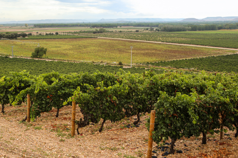 Winzerbesuche – Ribera del Duero 2018