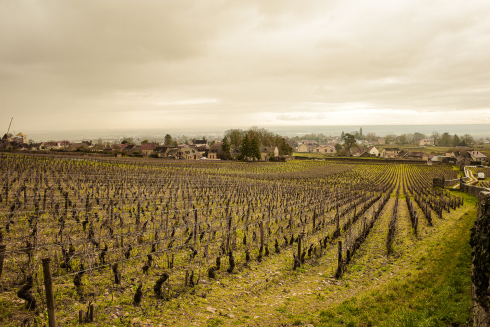 Der Jahrgang 2017 im Burgund