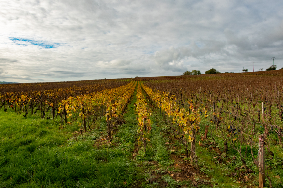 Burgund 2018