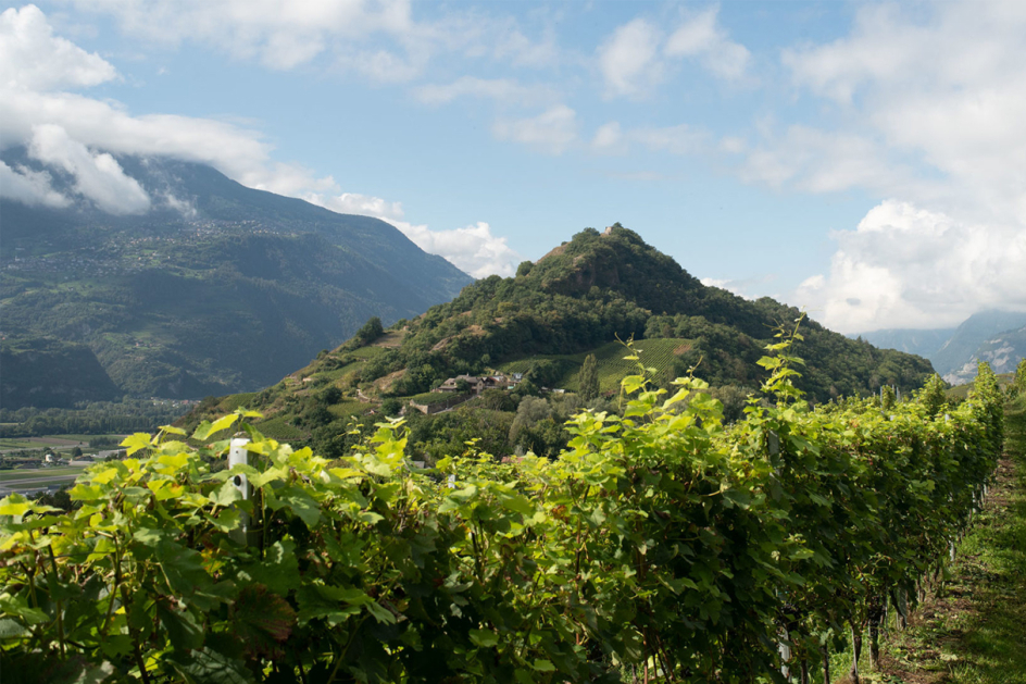 Limitiert: Domaine de Diolly 2018