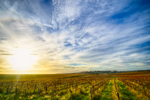 Kontinentale Unterschiede und Veränderungen im Weinanbau – Fluch oder Segen?