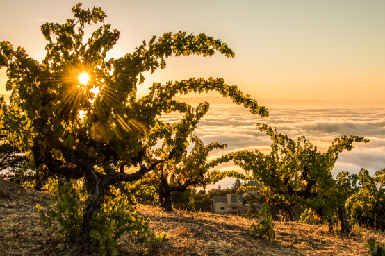 Wine & Dine – Ridge Vineyards & Monte Bello