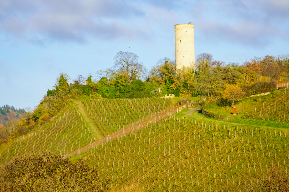 Dem Geheimnis des Rieslings auf der Spur