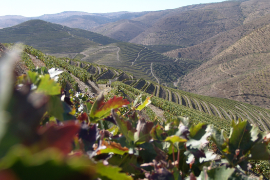 Martel Weinwelt - Wine&Dine – Casa Ferreirinha Wine&Dine – Casa Ferreirinha