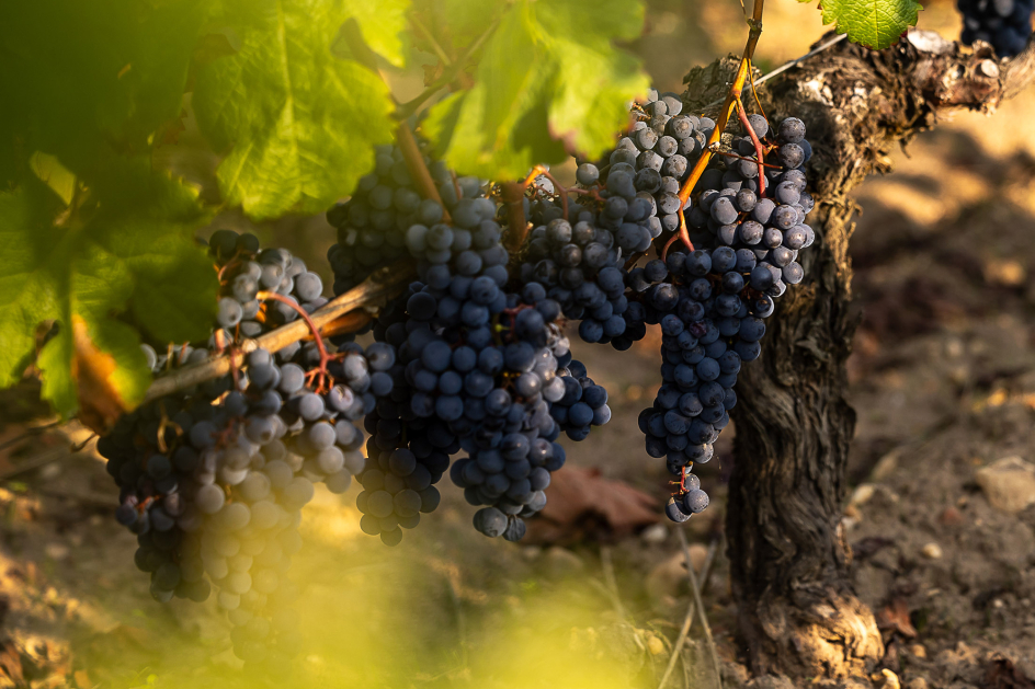 Bordeaux – Hot Spot der Weinkultur