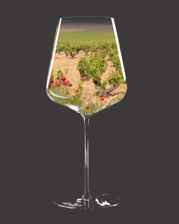 Tour des Vins Degustation