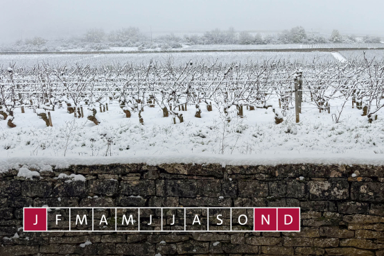 Jahreszyklus Weinreben