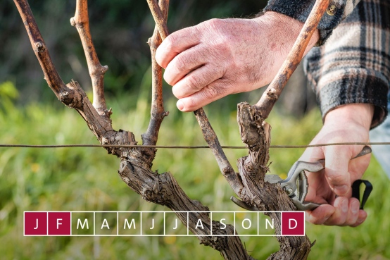 Jahreszyklus Weinreben