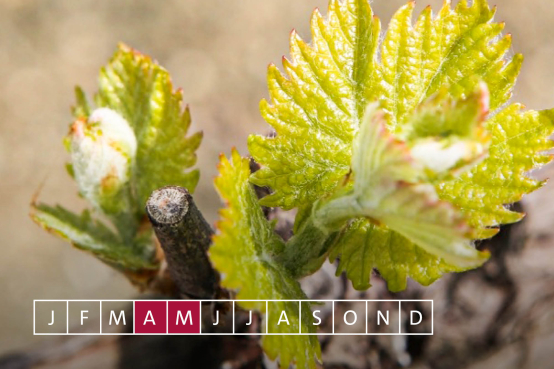 Jahreszyklus Weinreben