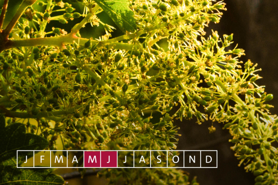 Jahreszyklus Weinreben