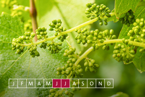 Jahreszyklus Weinreben