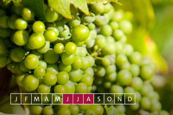 Jahreszyklus Weinreben