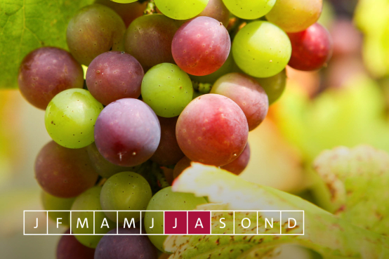 Jahreszyklus Weinreben
