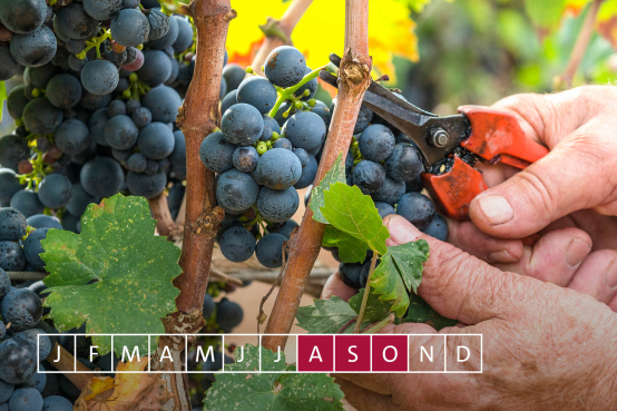 Jahreszyklus Weinreben