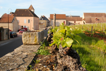 Martel Weinwelt - Martel Burgund-Tipps
