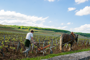 Vom Burgund verzaubert Martel Weinwelt - Vom Burgund verzaubert