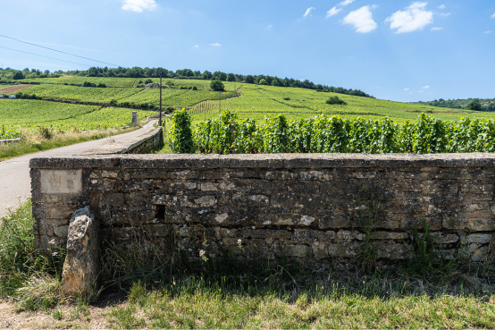 Martel Weinwelt - Vom Burgund verzaubert