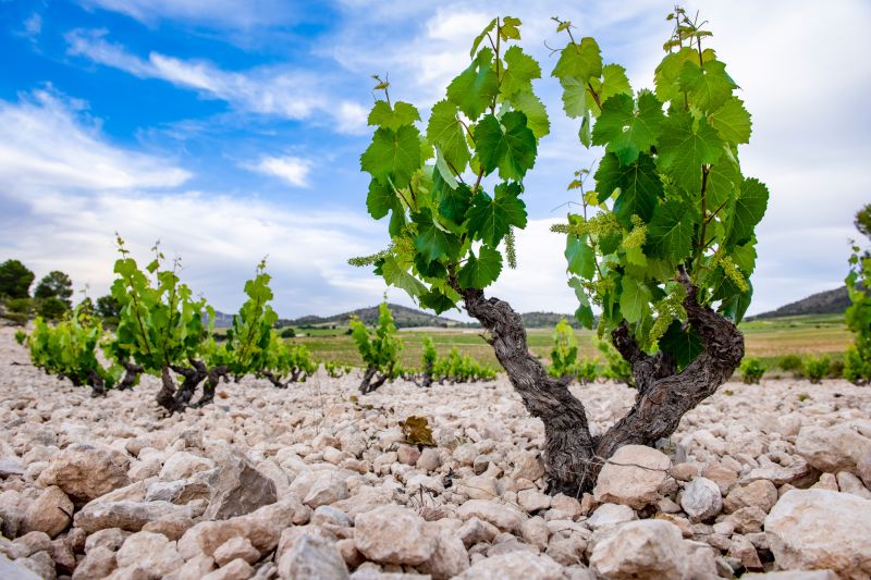 Weine Bodegas Casa Castillo