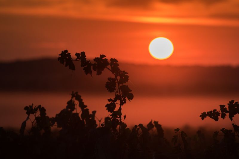 Weine aus der Region Rioja