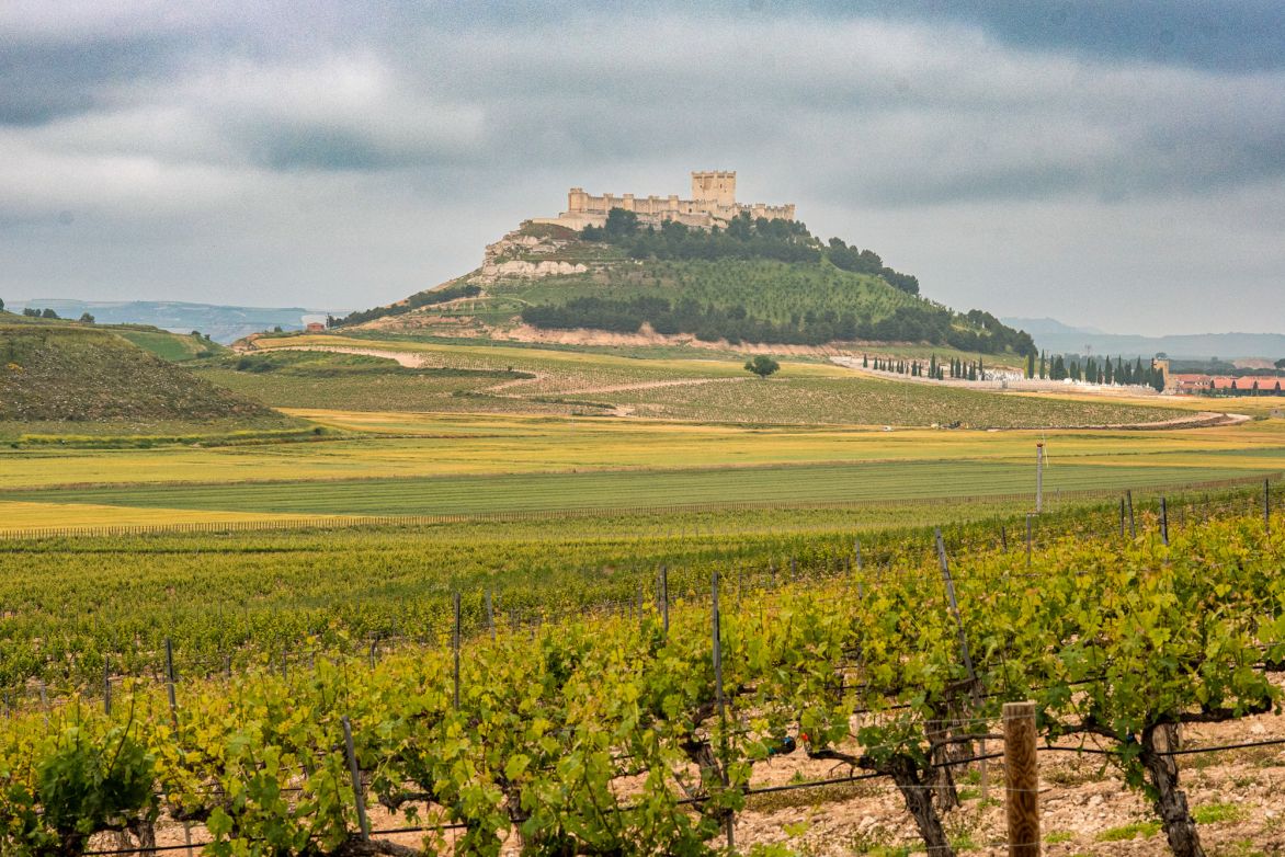 Weine aus der Region Ribera del Duero