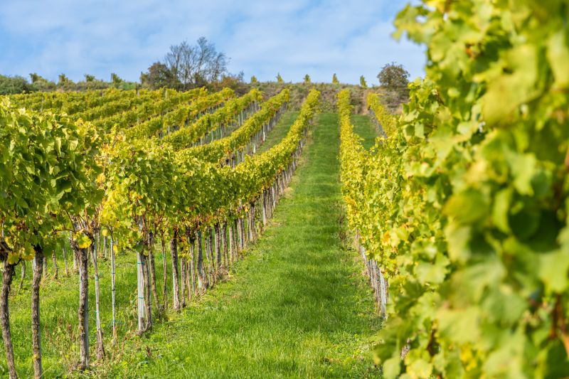 Weine Weingut Mayer am Pfarrplatz