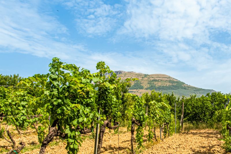 Wein Kampanien
