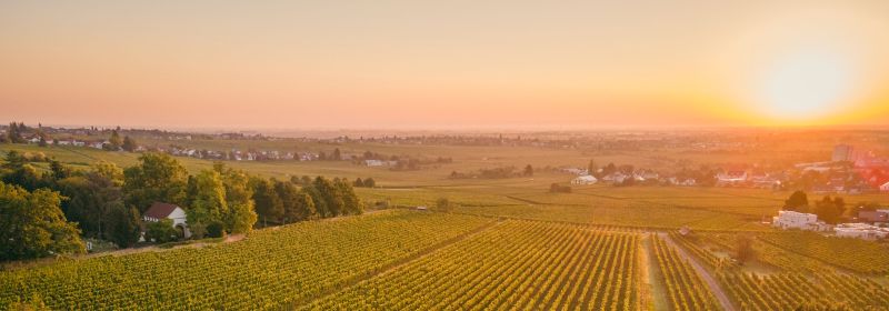 Martel AG - Weingut Müller-Catoir