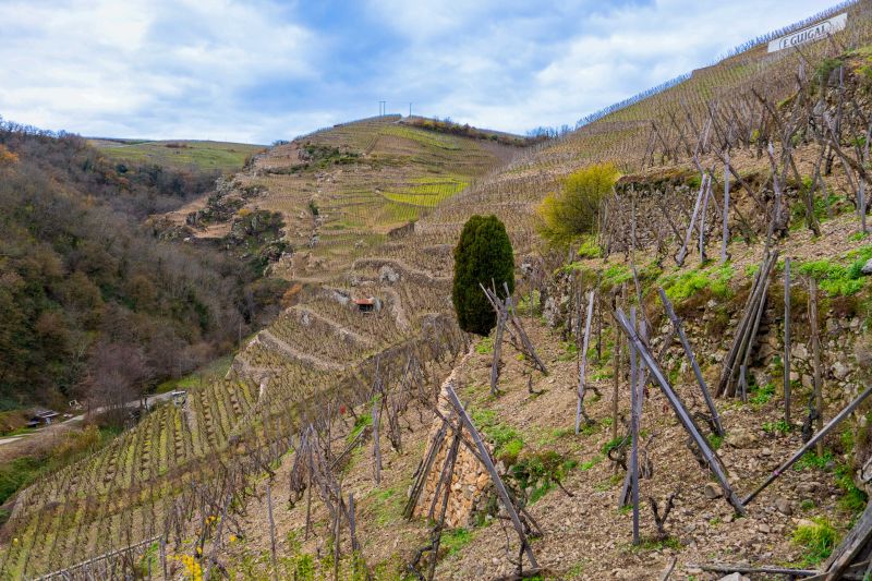 Martel Domaine Rostaing