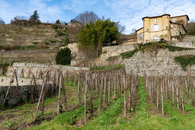 Martel Château Grillet