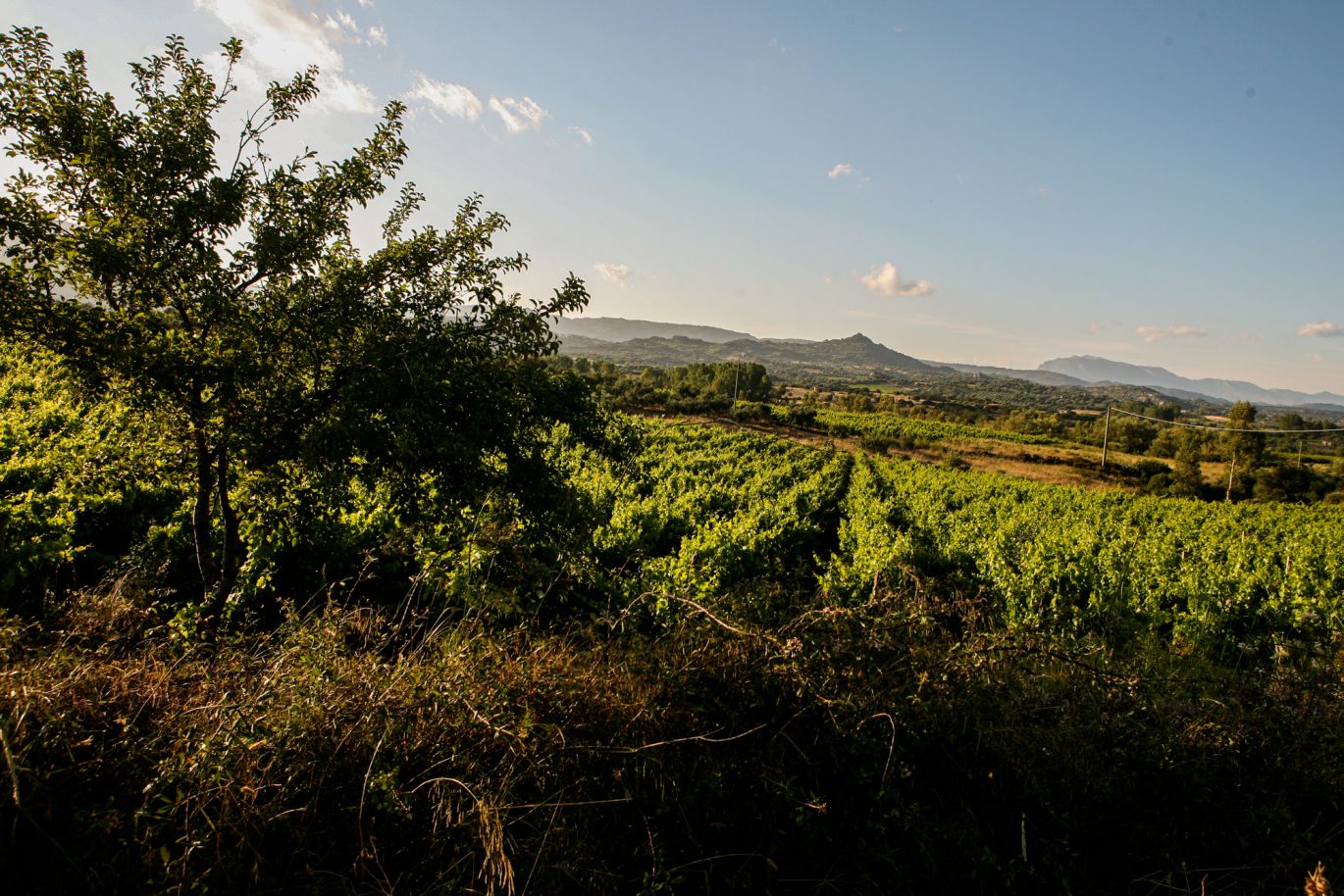 Weine Soave