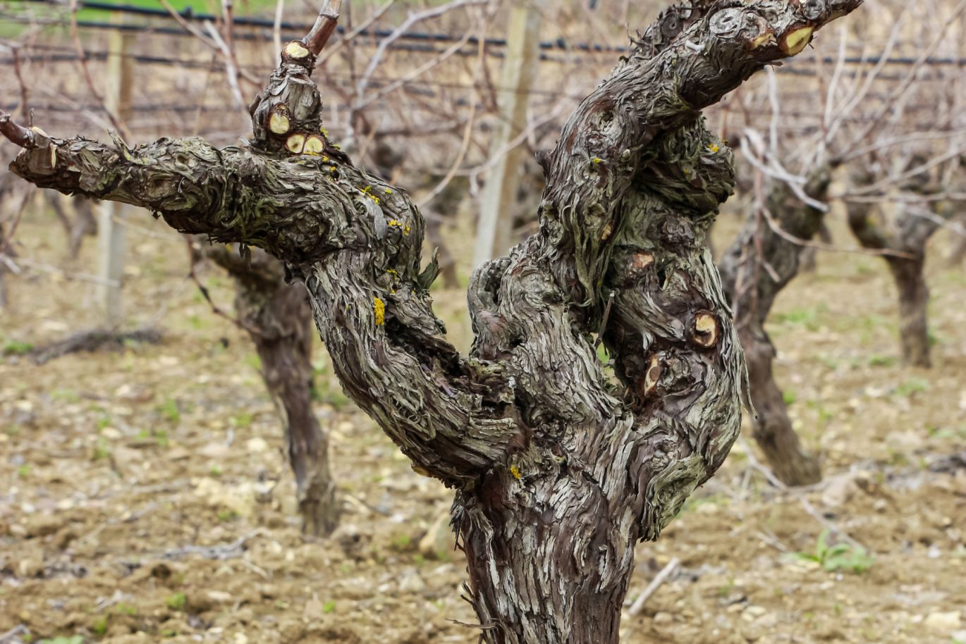 Weine aus der Region Sardinien