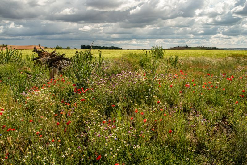 Weine aus der Region Ribera del Duero