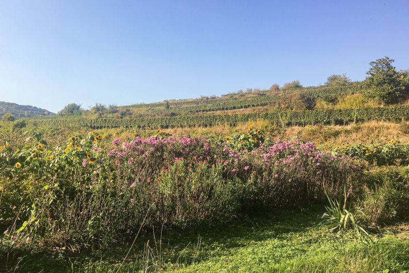 Weinregion Deutschland