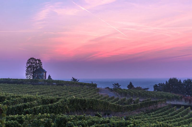 Martel Weingut Müller-Catoir