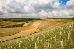 Weine Sancerre