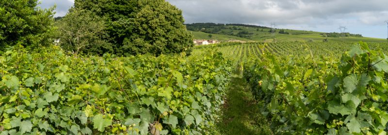 Martel AG - Domaine Jubare