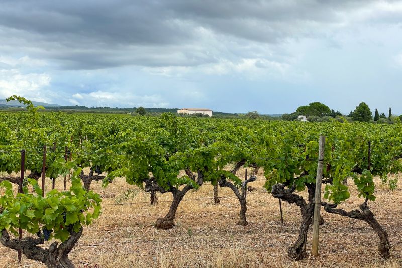 Weine Terrasses du Larzac