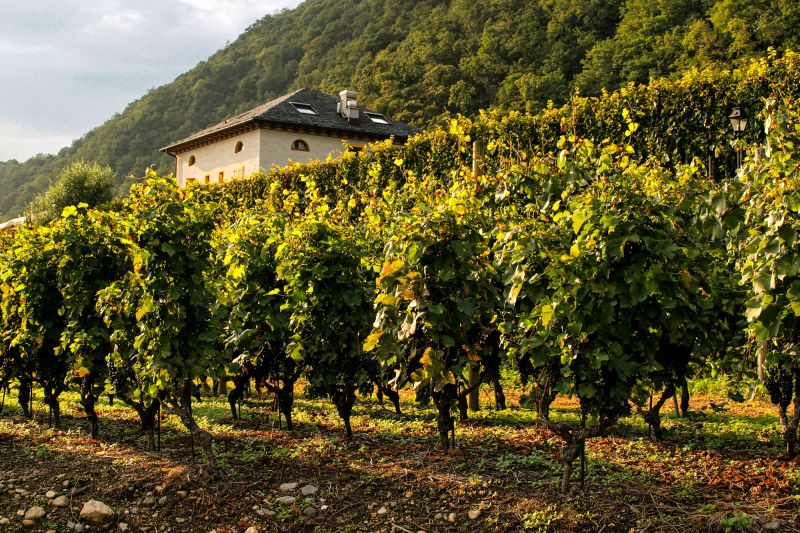 Weingut Angelo Delea