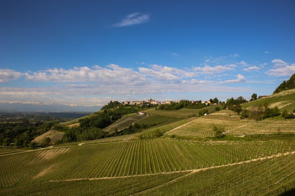 Weine aus der Region Piemont