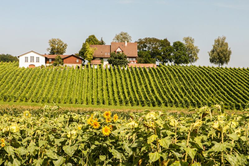 Weingut Weingut Familie Zahner