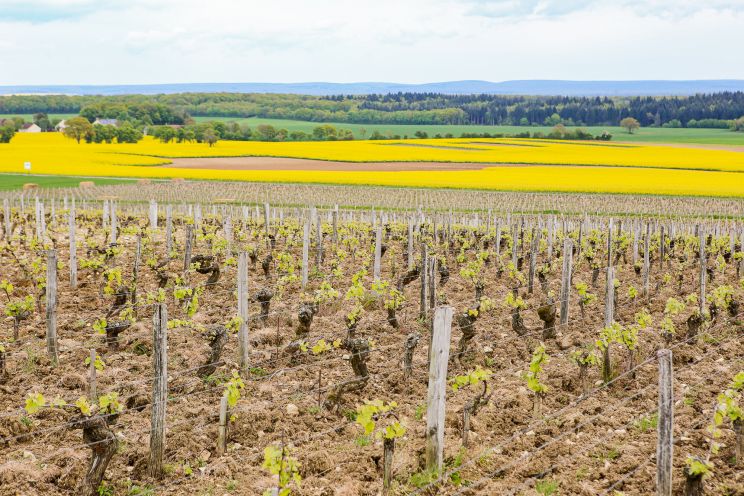 Weine Pouilly-Fumé