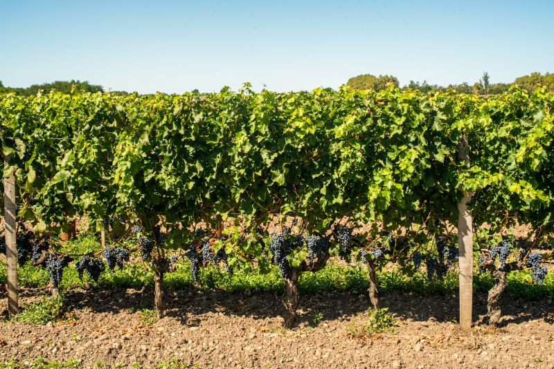 Weingut Grand Enclos du Château de Cérons