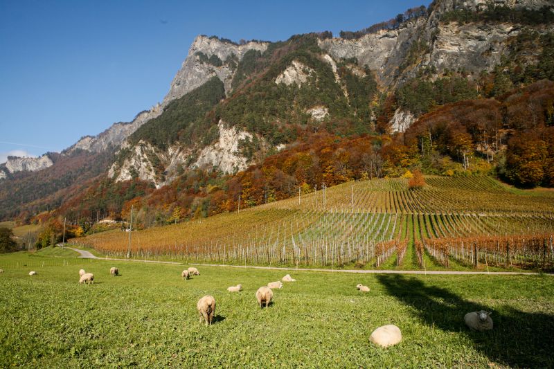 Weine Weingut Daniel und Monika Marugg