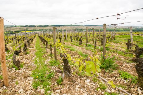 Martel Domaine William Fèvre