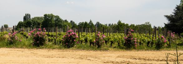 Martel AG - Château Figeac