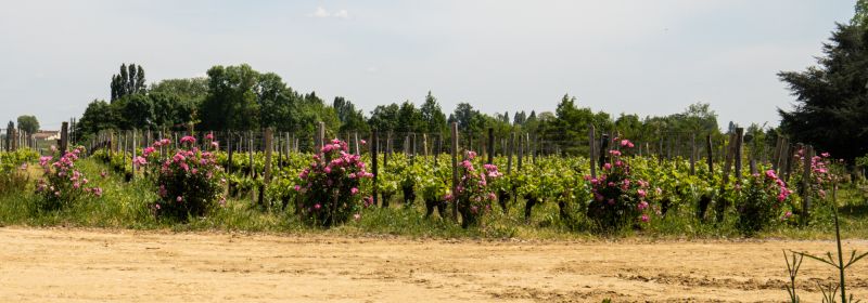 Martel AG - Château Figeac