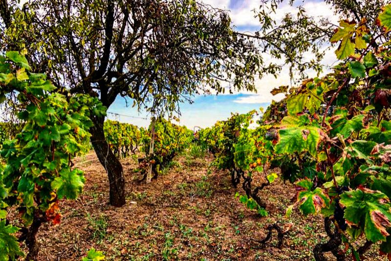 Wein Apulien
