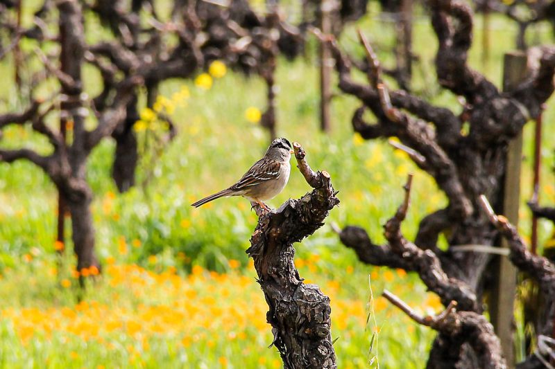 Weine Sonoma Coast