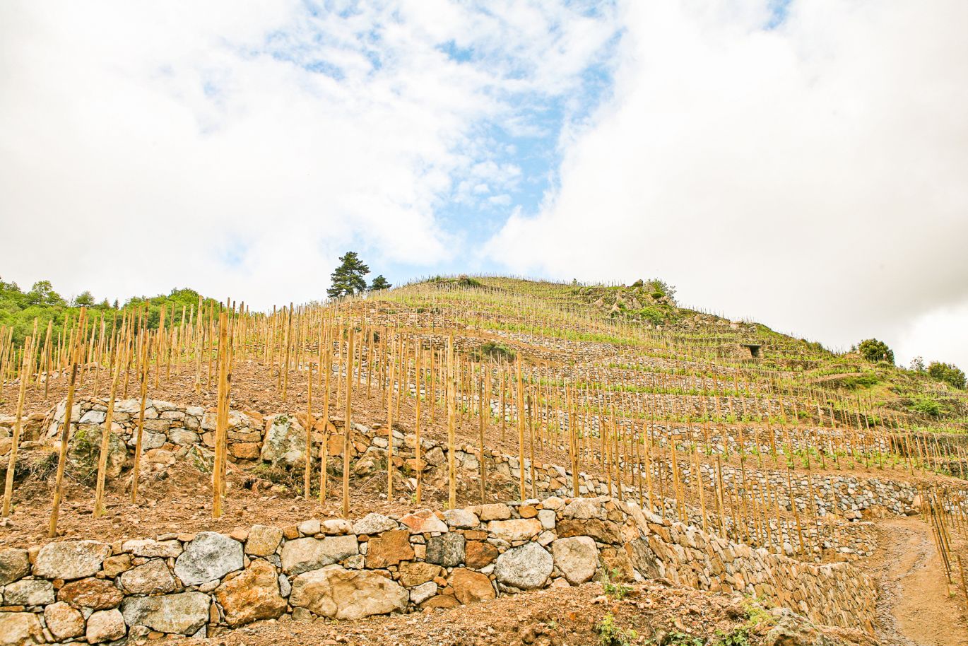 Weine aus der Region Rhône