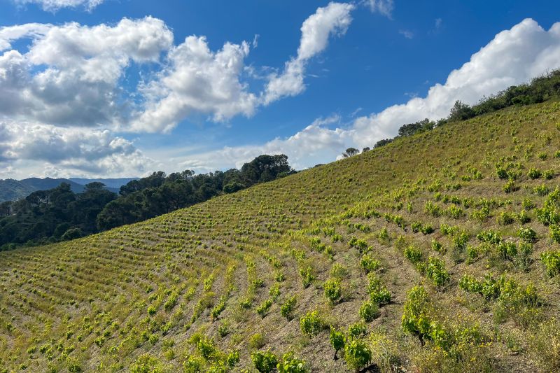 Weingut Mas Doix